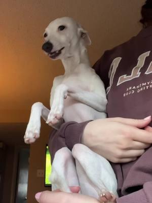 the many morning sounds of Yeti ⛅️ ☀️ #italiangreyhound 