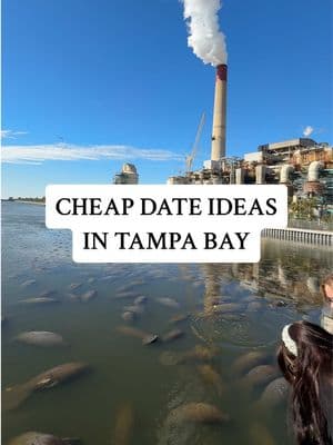 Cheap dates ideas in Tampa Bay | part 1 | 📍TECO Manatee Viewing Center 💰 Free Enjoy an afternoon in the sun, observing the beautiful manatees🦭🌴#dateideas #thingstodointampa #tampadateideas 