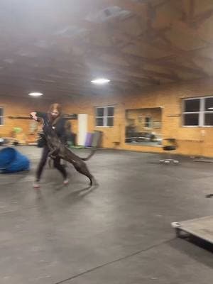 Just a little play work with Kaysa during our nightly training lives. Join us every night around 8 PM CST ##CapCut##workingdog##ifitaintdutchitaintmuch##highdrivedog##workingk9##bitework