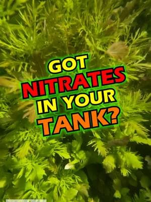 Got NITRATES in your tank? Get WATER WISTERIA! Water Wisteria is simply an AWESOME beginner plant. Water Wisteria AKA Hygrophila difformis, can take anything you can throw at it. Grab this awesome plant while we have it in stock! Shop Now! TANK ON! 👇 https://dustinsfishtanks.com/products/water-wisteria #aquarium #aquariums #aquascape #aquascaping #aquariumplants #scape #fishtank #freshwateraquarium #plants #plantlife #planted #plantedtank #plantedaquarium #aquascape #aquaticplants