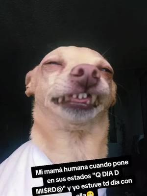 #caradeculo #sorpresas #chihuahuastiktok #teefs #ymequedeaji #chihuaheño #chihuahuas #nomeloesperaba #smiledog #theeth #PetsOfTikTok#chihuaheño 