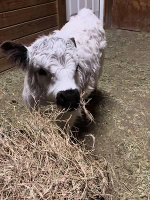 A little cold and wet outside so the babies are getting ready for bed early tonight! 🥰☺️ #fluffycow #cows #minicow #cowlove #hobbyfarm #grasspuppy #petcows #cowsoftiktok #calvesoftiktok #exoticpets #animalsoftiktok #farmlife #minicows 