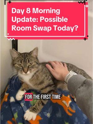 Replying to @Emma Ferguson day 8 morning update: the little one let me snuggle with her and give her kisses for the first time after my seizures. As far as how I’m doing, I’m on the mend. Thank you to everyone for the well-wishes and loving comments! 🩷 #catdistributionsystem #catdistributionsystemoftiktok #update #catsoftiktok #adoptdontshop🐾 #emotionalsupportanimal #emotionalsupportcat #emotionalsupportcats #catmom #audhdcatmom #nonepilepticseizure #cattok 