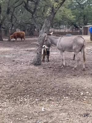 Farm chores got put on pause for a second 😭 #fypシ #fyp #fypシ゚viral #foryoupage #countryboy #country #donkey #goat #cow #cowboy #pig #chickens #animals #cute #babiesoftiktok #animalsoftiktok 