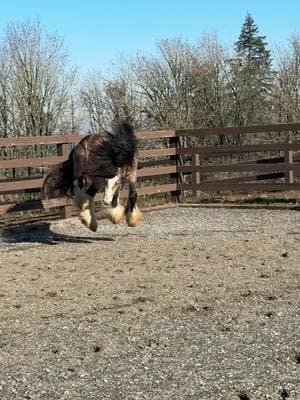 Mr Sassy pants! No Bubba, I can’t “play” with you lol #fyp #foryourpage #gypsy #gypsystallion #gypsyhorse #gypsyhorses #stallionlife #gypsyvanner #birthdayboy 