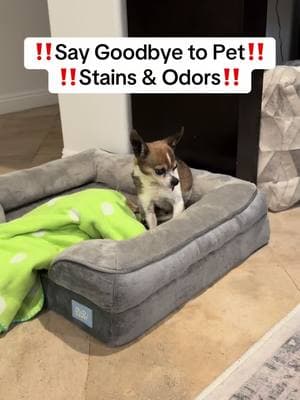 Pet accidents? No worries! This powerful enzyme cleaner removes stains & odors fast. Perfect for carpets, hardwood, and upholstery! #PetStainRemover #cleaning #cleaningtiktok #PetOdorEliminator #DogMomLife #CatLife #CleanHome #EnzymeCleaner #PetMessSolution #CarpetCleaning #PetParentTips #OdorFreeHome