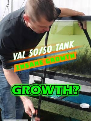 VAL 50/50 TANK: Insane Plant Growth! Check this out! We have been growing this Val since the end of last year. They have really started to take off. The Leopard Val didn't even melt off, while the Val Biwaensis melted back. They are both sending off runners and thriving. Soon this tank will explode with growth! Grab yourself some of our FIRE VAL while we have it in stock! Shop Now! TANK ON!  #val #vallisneria #aquarium #aquariums #aquascape #aquascaping #aquariumplants #scape #fishtank #freshwateraquarium #plants #plantlife #planted #plantedtank #plantedaquarium #aquascape #aquaticplants