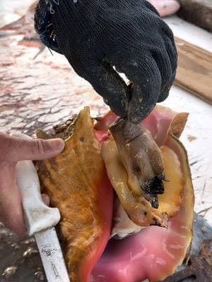 How to remove the conch from the shell #conch #fishing #seafood #bahamas 