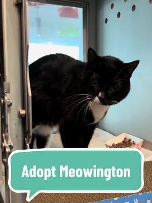 Meowington (218683) is adoptable at Queens ACC!  To learn more about Meowington, search for her bio on nycacc.app or our mobile app “ACC of NYC” to search for her name or ID.  A volunteer writes: Found sitting outside a McDonald's, Meowington hoped someone would notice her. She's friendly and chatty, so someone did and now she's settling into Care Center life like it was made for her. In true cat fashion, Meowington was sleeping next to her bed when I last visited. With perfect and well practiced manners, she sat up to greet me and wait for pets. Sitting proudly right at the front, Meowington nuzzled with notable enthusiasm, softly purring to express her joy. She doesn't want to be forgotten again and is really hoping for the chance to show everyone how great she can be. A microchip scan revealed Meowington's age as a vivacious 15 and she's been remarkably good natured and happy about what she sees as her recent turn of luck, but I explained that her luck is going to get even better when her forever family walks in.  #nycacc #boroughbred #ShelterCat #AdoptASenior #SeniorCat 