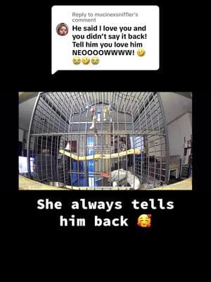 Replying to @mucinexsniffler I didn’t put the whole clip 🥰 #africangrey #parrot #parrotsoftiktok #fyp #bird #mymama @Toni Renēē🌈🏳️‍🌈🌈 