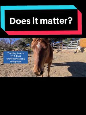 Horse thoughts #alternativehorsemanship #horse #horsebehavior 