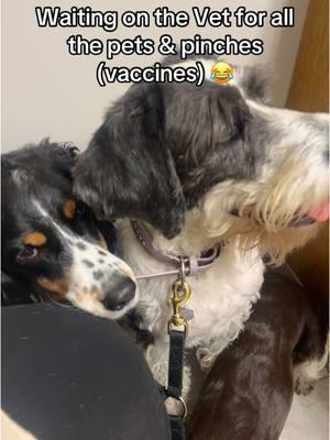 Annual Vet Visit for the Creek Dogs 🐕 #dogs #vetvisit #dogbreeds #spaniels #doodle #gooddog 