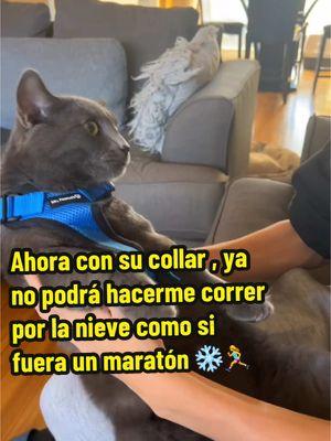 Antes, me hacía correr por toda la nieve como si fuera un maratón de invierno ❄️🏃‍♀️, pero ahora con su nuevo collar salimos a caminar como todo un profesional! 😼✨ #hijoymom👩‍👧 #mascota #gato #mishu #migato #amoamigato #animals #peluche #collar 