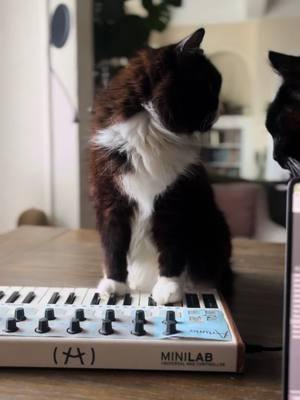 Complicated beat song #catwave #catsynth #catsoftiktok #edm #beats #fyp