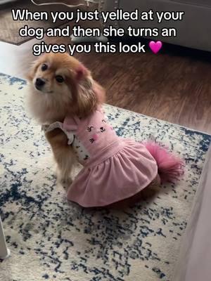 Mommy sorry baby but don’t do that again 😍🩷😘 #myheart #viraltiktok #dogsoftiktok #dog #pommom #fyppppppppppppppppppppppp #fy #cute #mybaby 