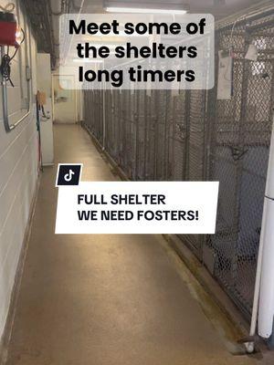 🐾‼️PLEASE HELP OUR DOGS‼️🐾 Our shelter is getting full and we need #fosters and #adopters ASAP. If you can’t foster or aren’t ready to adopt please share our posts, anything helps to get these dogs seen. We #urgently need help‼️ •  • • If you’re interested in helping one of our amazing dogs please reach out to the Burlington County Animal Shelter immediately❣️ • •  • #foryoupage #urgent #help #share #pitbullsoftiktok #sad #homelessdogs #adoptme #foru #shelterdogsrock #paws #nj #philly #bullylove #pittiesoftiktok #boxersoftiktok #helpingdogs #fosteringsaveslives #fullshelter #urgentfosterneeded #fypシ #asap #dogshelter #volunteer #fyppppppppppppppppppppppp 