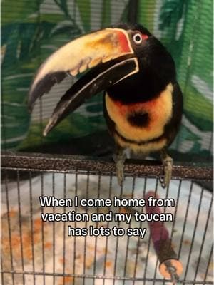 The squeaks 🥹 #toucan#toucanpet#toucans