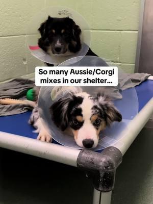 Loving homes needed! This family of Aussie/Corgi mixes came to us from a rescuer who was overwhelmed with 30+ dogs. They’ve now been spayed/neutered, had all their routine medical care, and are ready for adoption! Meet them at our shelter in West Palm Beach, FL! Open 11-6 daily, no appointment needed 🧡 #australianshepherd #corgi #mutt #spayandneuter 