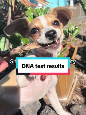 Dog DNA results #embark #smalldogbreeds #dnaresults #puppytok #dogdnatest #rescuedog #chipin #supermutt 