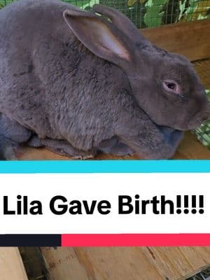 Updates on Lila's 2nd Litter. #rexrabbit #raisingrabbits #meatrabbits #homestead #livestock #babyrabbits 