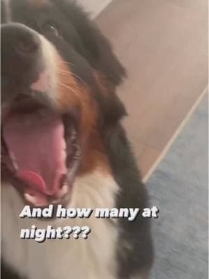 That’s a fair question….  #exercise #exercisemotivation #bernese #bernesepuppy #puppylife #puppiesofinstagram #bernesemountaindog #bernesemountaindogsofinstagram #bernersofinstagram #bernerpuppy #bernerlife #bernerlove #bernersdaily #bernerpup #puppies #worldofberners #puppydog #mealtime  #funnydogvideos #handsome #mirrormirror #funnydog #gorgeousdog #storytime