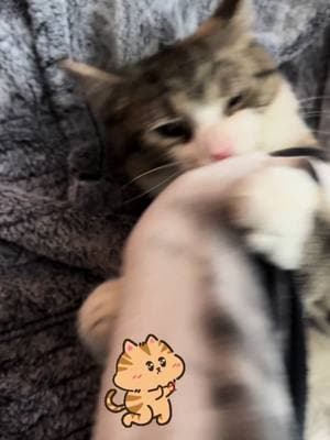 Everyday fights with Cookie 🐱 #tiktokers #catsloversworld #catsloversclub #catslovers🥰🐈 #catsloversworldworld #lovecatsoftiktok #lovemycats #catsdoingthings #catstory #richmondva #cutecatsonly #cutekittensoftiktok 