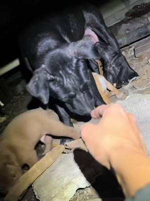 A heartwarming rescue story 🤍 It all began with a tip about a dog in distress, unsure if she had puppies. After a quick search, they found her—carefully protecting her little ones in a crawl space under a house. With help from the homeowners, they spent hours getting the 8 puppies to safety, but mom was still hiding deep inside.  The next morning, they returned with food and a puppy gate, and thanks to the sound of her babies crying, mom quickly joined them. Just when they thought the reunion was complete, they got word there was one more puppy left behind. Rushing back, they brought the last little one home and reunited the whole family. Now they’re safe and starting fresh at Big Dog Ranch Rescue. 💙Donate: www.BDRR.org/miracle-fund 🐶Lifesaving Member: www.BDRR.org/lifesaver 🐾 Adopt: www.BDRR.org/adopt  💲Venmo: @bigdogranchrescue 💰CashApp: @bigdogranchrescue 💵Zelle: finance@bdrr.org #bdrr #bigdogranchrescue #dogrescue #rescuedog #AdoptDontShop #adoptadog #foreverhome #MiracleDog #DogRescue #LifeSavingCare #SupportRescue #MiracleFund #DogRecovery #DogsOfInstagram #RescueDogsRock #BddrMiracleFund #HelpDogs #EveryDogDeservesAChance