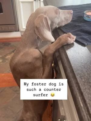 She is too funny! 😂😂 #fyp #foster #dogs #dog #fosterdog #adoption #weimaraner #fyppppp #weimaranersoftiktok #adopted #weimaraners #dogsoftiktok #puppy #adopt #rescuedog 