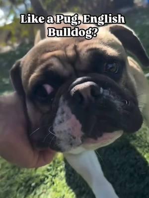 🥰 Meet Dio #A5675494 he’s a 2yr old, looks to be Pug/Bulldog mix? What are your thoughts, we just know he’s amazing and just fun to be around. Please share to get this cutie a home and free up a kennel.🙏❤️ ➡️WALK IN HOURS⬅️        Mon-Sat  11-5 ❤️ Location: Baldwin Park Shelter  4275 North Elton Street Baldwin Park, CA 91706 24-hr Call Center: (626) 962-3577  (Hit 5, 2, 2) Shelter Staff: ⭐️Thomas⭐️ tkalinowski@animalcare.lacounty.gov Rescue Coordinator Alma Aldana AGandara@animalcare.lacounty.gov Sgt. Brenda Leanos Bleanos@animalcare.lacounty.gov Sgt. Alexander Mota Amota@animalcare.lacounty.gov #losangeles #rescue #adoptdontshop #adopt #foster #fosteringsaveslives #shelterdog #baldwinparkshelter #savingbaldwinparkshelterdogs #rescuedog #rescueme #tiktok #explore #explorepage #Love #family #volunteer #bethechange #giveback #dog #adoptdontshop #pug #bulldog #bulldogsofinstagram #puglife #fosteringsaveslives #shelterdog #dog #littledog #bullybreed #standupforpitsfoundation 