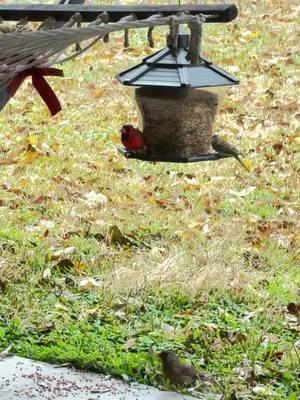 ¡Anima a todos a disfrutar de la belleza de las aves en su propio patio! Comprar semillas para aves y colocarlas en un comedero es una excelente manera de atraer a estas maravillosas criaturas. Observar cómo vienen a alimentarse es una experiencia fascinante que te conecta con la naturaleza. Con un simple gesto, puedes transformar tu espacio exterior en un lugar vibrante y lleno de vida, donde la alegría de ver a los pájaros se convierte en parte de tu día a día. ¡Invita a tus amigos a unirse a esta hermosa actividad! #Aves #Naturaleza #ObservaciónDeAves #SemillasParaAves #VidaSilvestre #ComederosParaAves #DisfrutaLaNaturaleza #PatioVivo #PájarosEnCasa #conexiónconlanaturaleza 