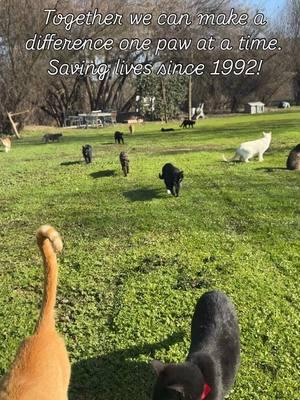 Welcome to cat heaven on Earth!🌍  • The Cat House on the Kings is California's largest no-cage, no-kill sanctuary, where over 700 cats live their best lives on 12 beautiful acres. Every donation helps us rescue, care for, and find homes for cats and kittens in need. Since 1992, we've saved 52,000+ cats, 7,900+ dogs, and spayed/neutered nearly 90,000 animals-and we couldn't do it without YOU.   Together, we're changing lives one paw at a time! Donate today to keep the love alive! -= Link in bio to support! #CatHouseOnTheKings #NoKillShelter #CatSanctuary #AdoptDontShop #AnimalRescue #FeralCats #KittenRescue #SpayAndNeuter #CatsOfInstagram #SaveThemAll #CatsOfTheWorld #PetLovers #Fundraiser #RescueCats #PawsAndClaws #nonprofitorganization #fresno #fresnoca #fresnocounty #tularecounty