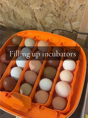 Micah said if I wanted to hatch them, he would take care of the rest. Say less 💅🏻 #chicks #chickens #chickentok #chickensoftiktok #homestead #homesteading #rainboweggs #farmfresheggs #farmanimals #incubator 