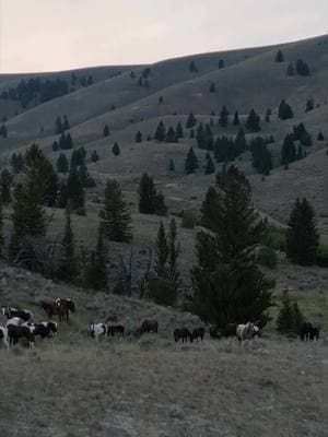 The Ultimate Horseback Vacation! Tag the crew you'd tackle the Horse Drive with. #horsebackvacation #HorsebackAdventures #duderanch #guestranch #horsedrive