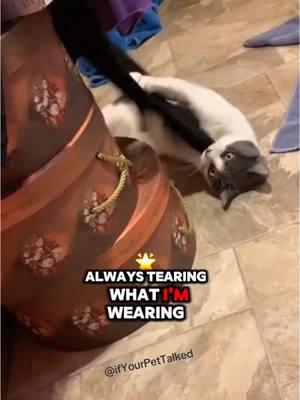 The cats had me working overtime on this one, and honestly, I'm not sure l'll ever top this. Might be time to retire. I hope you enjoy...Cover Cats: It's Tricky!  #singingcat #talkingcats #CatsOfTikTok #funnyanimals #pets #funnypetvideos #PetsOfTikTok #ItsTricky #RunDMC #catcore #ifyourpettalked 