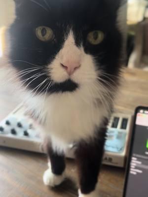 Backwards song #catwave #catsynth #catsoftiktok #midi #fyp #music 