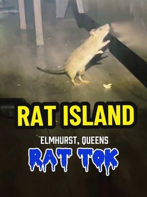 Sushi Island needs to shut down until they can safely say there are no rats inside their business. How can you serve people with this many rats running around at night? Absolutely disgusting. #ratttok #nycrats #nycratsinsiderestaurant #healthdepartment #elmhurstrats #queensny #rattour 