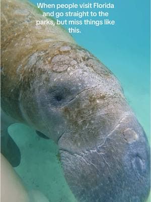 just look at those little eyes 🥹 #ManateeMood #SnorkelingAdventures #crystalriver #huntersprings #floridasprings #underwaterworld #bucketlistadventures #explorenature #manateeseason 