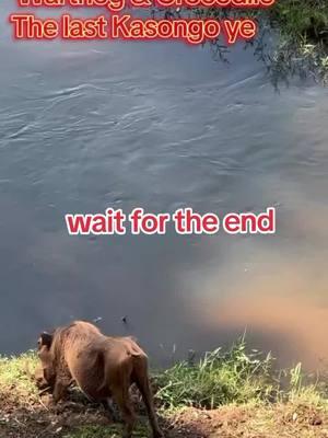 Nature’s raw drama unfolds by the riverbank 🌿🌊 A warthog peacefully grazes at the water’s edge, unaware of the silent predator lurking beneath. In one swift, chilling moment, the crocodile strikes, showcasing the power and unpredictability of the wild. 🐗🐊 Mother Nature doesn’t miss a beat. #SurvivalOfTheFittest #WildEncounters #Warthog #CrocodileAttack #RiverLife #wildhunting 