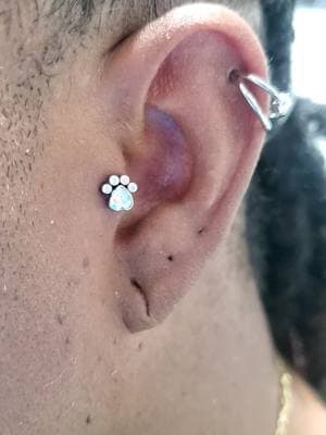 Professional body piercing with implant-grade jewelry, backed by education and experience 💁‍♂️ Piercings by Weston Mod at Electric Panda Tattoo Company #electricpandatattooco #westonmod #piercing 