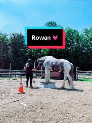 Rowan was once labeled dangerous and now he’s the most patience and sweet guy around!  #horsetok #horsesoftiktok #equinesanctuary #positivereinforcementhorsetraining #clickertraininghorses 