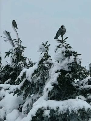 Winter Wonderland. #nature #naturecore #natureathome #winter #winterwonderland #snow #forest #natureshots #naturecore #forestcore #snowy #mountainlife 