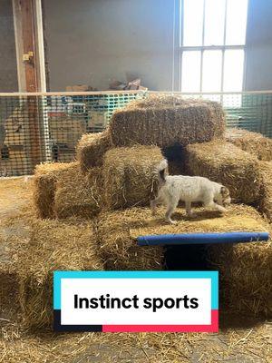 Maybe one of my hottest takes—people love to recommend FCAT as an ideal intro sport, but if the dog doesn’t chase the bag, what then? #dogsports #dogtok #sportdog #fcat #barnhunt #DogTraining #dogadvice #dogs 