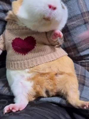 So cute!!!🥰😍😘#guineapig #guineapigs #pet #cute #cutepet #petlover #pettraining #PetsOfTikTok #fyp #funny 