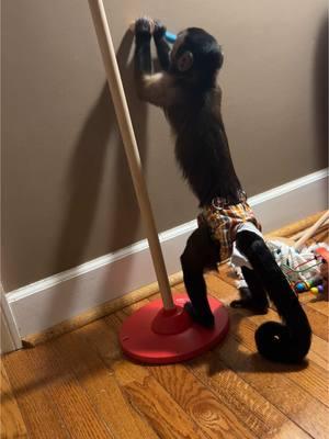 Had to find a hammer to do some home improvements😜🙈 #oliverlincoln #smartboy #capuchin #monkey #monkeysoftiktok 