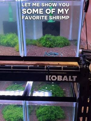 Which one did you pick? #aquarium #shrimptok #shrimptank #mariosshrimptanks 