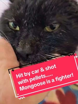 They really tried to break his spirit. He was hit by a car. He's been hit with at least FOUR pellets and BBs (we found two more when we bathed him). But, through it all, this cat has not grown resentful towards humans. It's quite the opposite actually. Mongoose is the sweetest boy. He seeks human attention every chance he gets. Which,  honestly,  is really surprising based on what he's been through.  Mongoose came from a terrible area where people purposely harm cats. Trappers were in the area doing the best they could. But, with hundreds of unfixed cats and kittens in the neighborhood, there wasn't anywhere else for these cats to go.  After one of the trappers (Dottie) heard that Mongoose had been hit by a car, she immediately went into the woods and found him. He was taken to the ER and transferred to the county shelter. They had him taken to a local clinic where all of his teeth were removed due to mouth inflammation.  He had wounds on his side from the car hitting him. Mongoose is also FIV positive,  has stenotic nares (narrow nostril openings), stenotic ear canals (narrow ear canals), paint covering his fur, and cellulitis.  Mongoose is continuing to recover with us. Our big hurdle now is the spot of cellulitis on his side. He's overgrooming that area, as well as an area right behind it. We put a cone on him to keep him from getting to it. Thank you for all the well wishes for this amazing guy. #adoptdontshop #rescuedcat #adopt #rescue #sheltercat #shelterpet ##tuxedocat #blackandwhitecat #fiv #fiv+ #stenoticnares #flatears #flatearsociety #furrynationsalvation #catrescue #rescuer #helpingcats #catsrock 