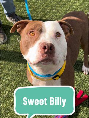 Billy 216814 is adoptable at Queens ACC!  Learn more about him on nycacc.app or the “ACC of NYC” app by searching for his name or ID.  8 year old Billy is the cutest older gentleman! He is understandably still a little shy and nervous in a shelter environment, but once he realizes you’re a friend, he lean in for butt scritches and head rubs. Come meet Billy at Queens ACC!  #nycacc #boroughbred #ShelterDog #RescueDog #AdoptableDog #QueensACC 