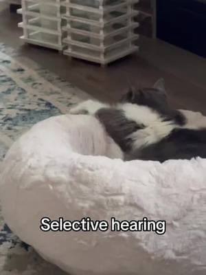 It’s always tuna that makes them pay attention 🙄 #LitterGenie #SelectiveHearing #FunnyCatVideos #CatIOwnerProblems