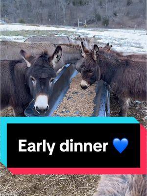 Early dinner for the donkeys! #minidonkeys #donkeynutrition #minidonkeysoftiktok #noblankhank #farmlife ##mudseason #feedingtime 