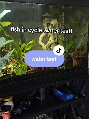 video was glitching so trying again🫡 were a week into our cycle now!  #fish #fishes #fishtok #fishtank #fishoftiktok #petfish #cycling #nitrogencycle 